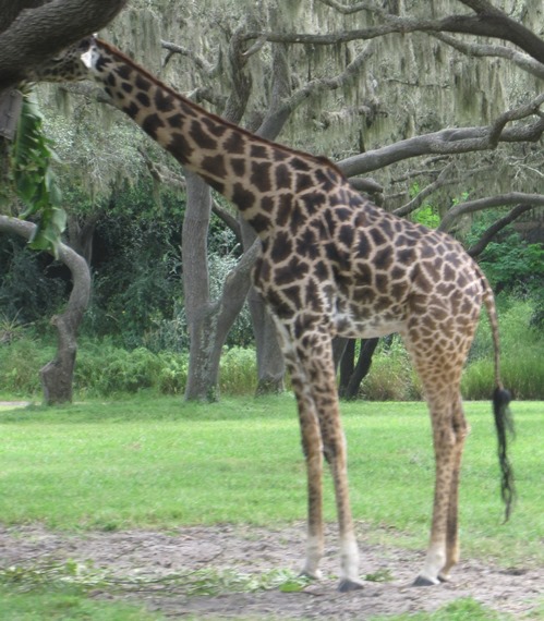 GIRAFFE