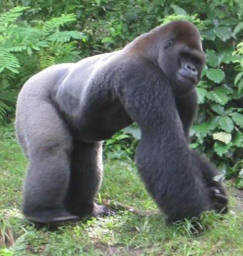 GORILLA