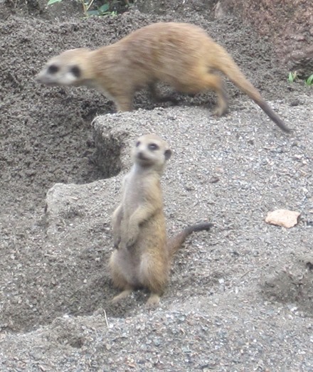 MEERKAT