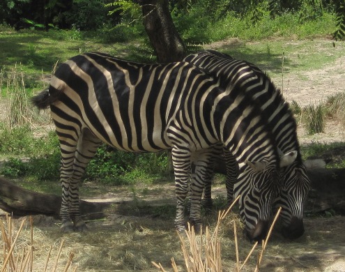 ZEBRA